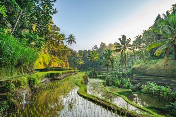 bali 2